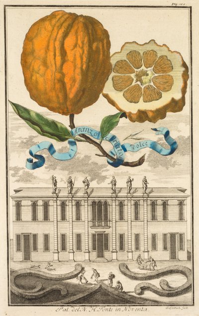 Nurnbergische Hesperides: No185 - Aranzo Striato dolce. Palazzo del N. H. Fonte en Noventa, c1708 de Joseph de Montalegre