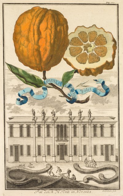 Nurnbergische Hesperides: No. 185 - Aranzo Striato dolce. Palazzo del N. H. Fonte en Noventa de Joseph de Montalegre