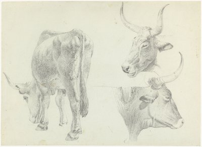 Tres estudios de ganado italiano de Josephus Augustus Knip