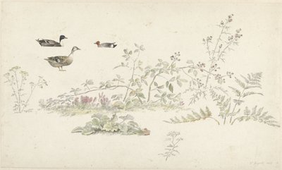 Hoja de estudio con plantas y aves acuáticas de Josephus Augustus Knip