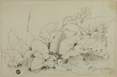 Grupo de hojas y flores de Joshua Cristall