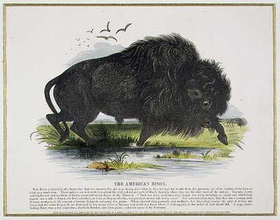 El bisonte americano, ilustración educativa pub. por la Sociedad para la Promoción del Conocimiento Cristiano de Josiah Wood Whymper