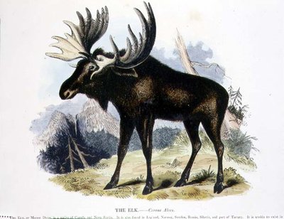 El Alce (Cervus alces) ilustración educativa publicada por la Sociedad para la Promoción del Conocimiento Cristiano de Josiah Wood Whymper