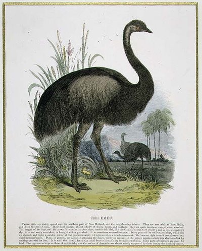 El Emú, ilustración educativa publicada por la Sociedad para la Promoción del Conocimiento Cristiano de Josiah Wood Whymper