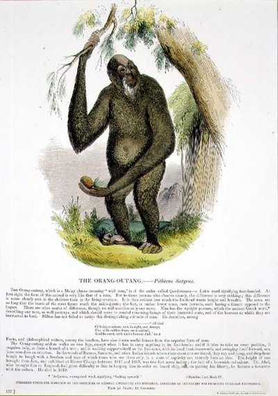 El Orangután (Pithecus satyrus) ilustración educativa publicada por la Sociedad para la Promoción del Conocimiento Cristiano de Josiah Wood Whymper