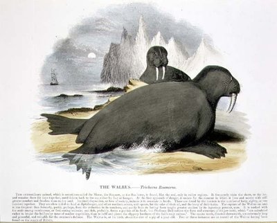 El morsa (Trichecus rosmarus) ilustración educativa pub. por la Sociedad para la Promoción del Conocimiento Cristiano de Josiah Wood Whymper