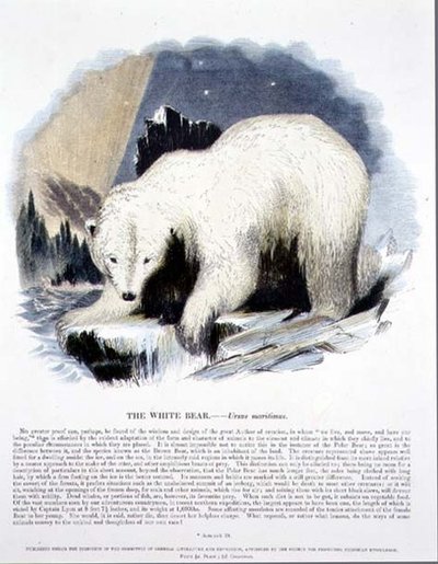 El oso blanco (Ursus maritimus) ilustración educativa publicada por la Sociedad para la Promoción del Conocimiento Cristiano de Josiah Wood Whymper