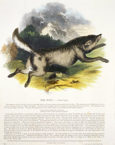 El lobo (Canis lupus) ilustración educativa publicada por la Sociedad para la Promoción del Conocimiento Cristiano, 1843 de Josiah Wood Whymper
