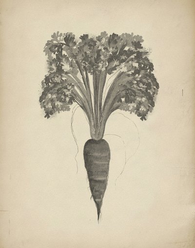 Dibujo botánico de una zanahoria de Josie George