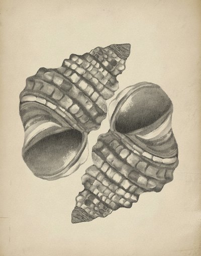 Conchas en espiral detalladas de Josie George