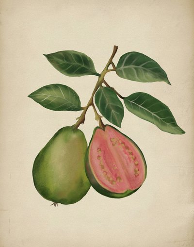 Guayaba fresca (ingrediente botánico) de Josie George
