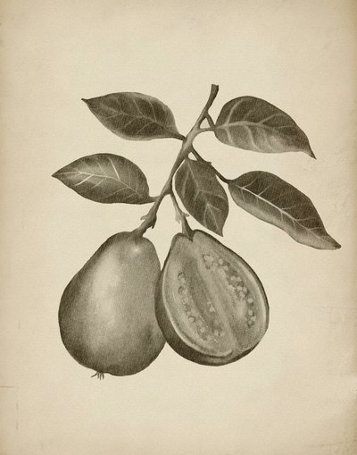 Estudio botánico de la guayaba de Josie George