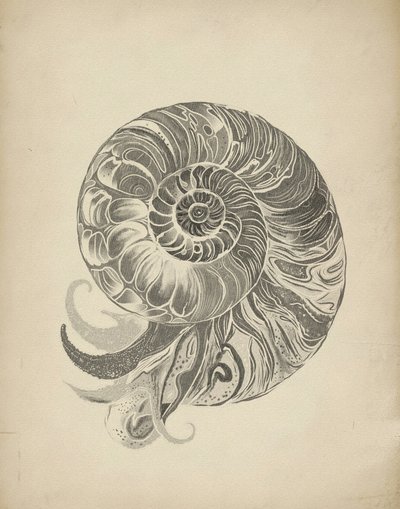 La intrincada espiral del nautilo de Josie George