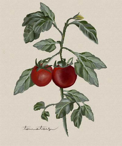 Tomates maduros en la mata de Josie George