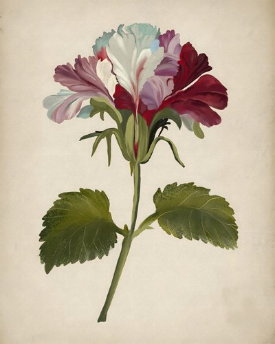 Flor de geranio de colores vivos de Josie George