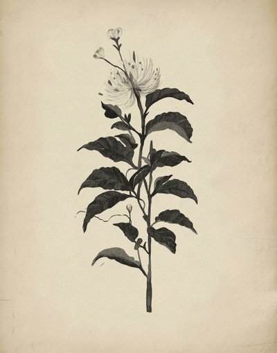 Ilustración botánica antigua de Josie George