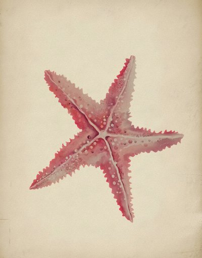 Estrella de mar rosa vintage de Josie George
