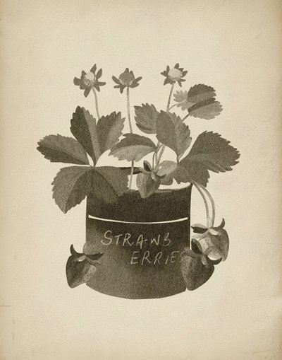 Ilustración vintage de una fresa de Josie George