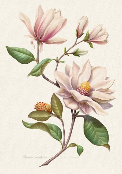 Flores de magnolia en tonos rosados de Juan Hernaz
