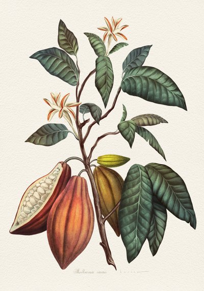 Planta botánica del cacao de Juan Hernaz