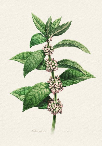 Menta en flor (nombre botánico) de Juan Hernaz