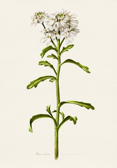 Candytuft blanco (descripción botánica) de Juan Hernaz