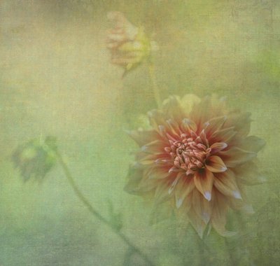  de Judy Tseng