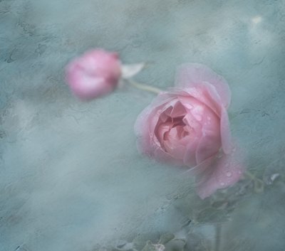 Rosas rosas de ensueño de Judy Tseng