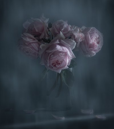 Rosas rosas melancólicas de Judy Tseng