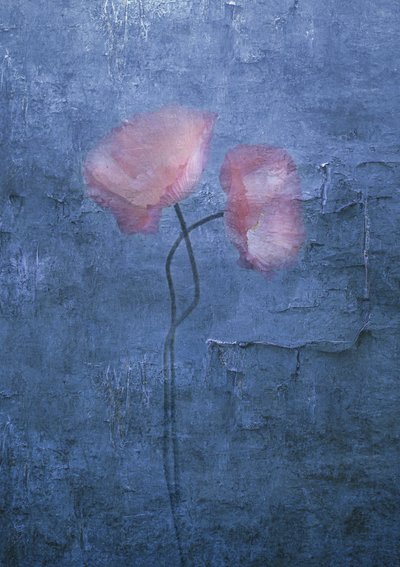 Amapolas de color rosa pálido de Judy Tseng