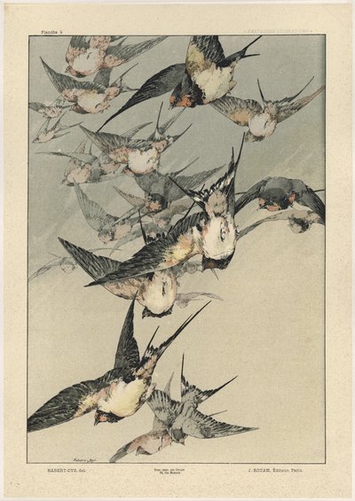 Aves, lámina 5 de 