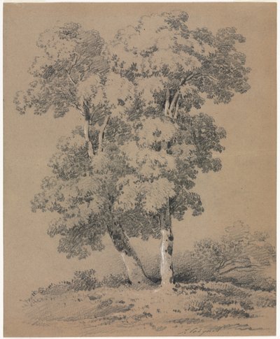 estudio de árboles de Jules Coignet