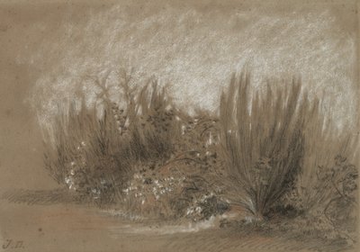 Genets et Ronces (Retama y zarzas) de Jules Dupré