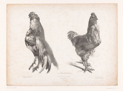 Estudio de un pollo vivo y muerto Estudios con animales (título de la serie) Petites études d