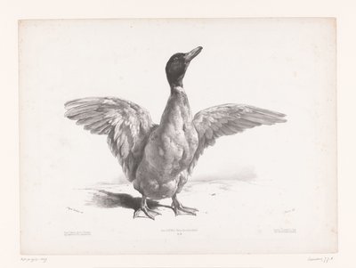 Estudio de un pato con alas extendidas Estudios con animales (título de la serie) Petites études d