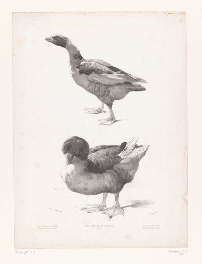 estudio de un ganso y un pato Estudios con animales (título de la serie) Petites études d