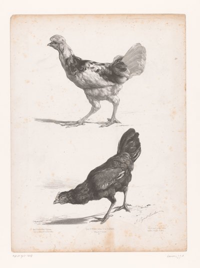 estudio de dos pollos Estudios con animales (título de la serie) Petites études d