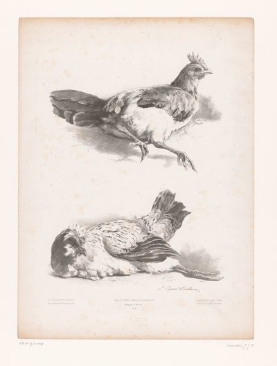 Estudio de dos gallinas ponedoras Estudios con animales (título de la serie) Petites études d