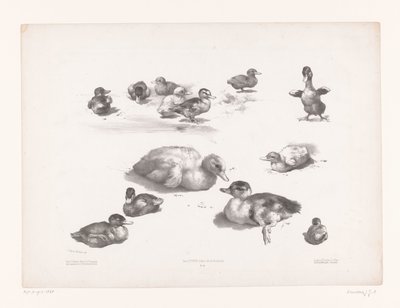 Estudios de patos y patitos. Estudios con animales (título de la serie) Petites études d