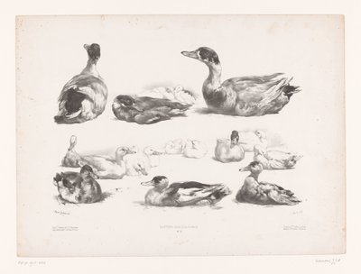 Estudios de grupos de patos recostados Estudios con animales (título de la serie) Petites études d