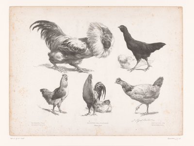Estudios de diferentes tipos de pollos. Estudios con animales (título de la serie) Petites études d