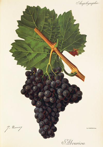 Uva Albourion por J. Troncy de Jules Troncy