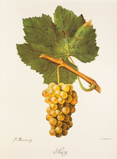 Uva Albourla de J. Troncy de Jules Troncy
