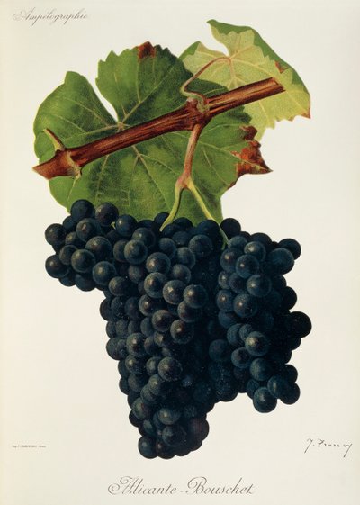 Uva Alicante-Bouschet por J. Troncy de Jules Troncy