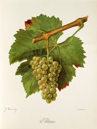 Uva Altesse de J. Troncy de Jules Troncy