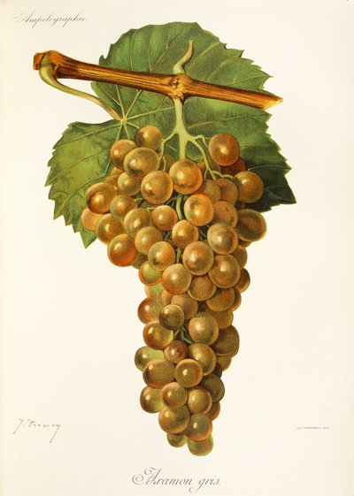 Uva Aramon Gris de J. Troncy de Jules Troncy