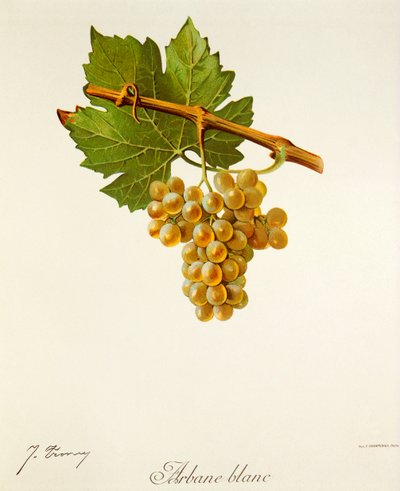 Uva Arbane Blanc por J. Troncy de Jules Troncy