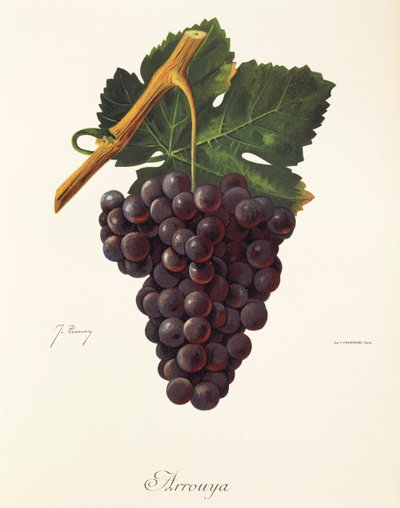 Uva Arrouya por J. Troncy de Jules Troncy