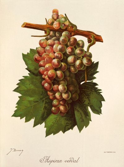 Uva Aspiran Verdal de J. Troncy de Jules Troncy