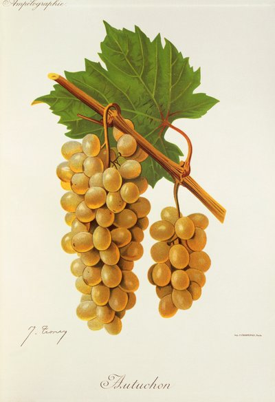 Uva Autuchon de J. Troncy de Jules Troncy